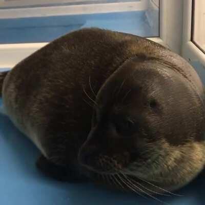 Ladoga ringed seal Shlisik showing off his utterly cute neck