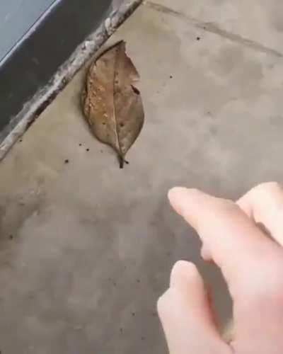 Indian Oakleaf Butterfly ( kallima inachus ) which is found in tropical Asia from India to Japan, it resembles a leaf when its wings are closed which act as a camouflage.