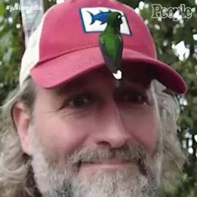 Encountering a hummingbird