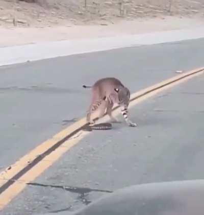 🔥 Rattlesnake versus Bobcat