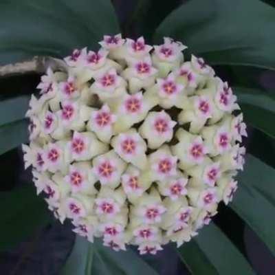 Pretty Plants Flowering