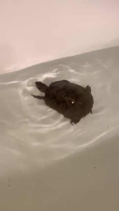 My new turtle loves swimming