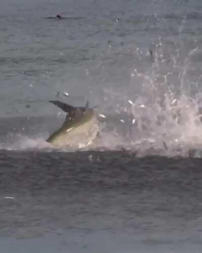 🔥 Tarpon bursting out on a school of mullet