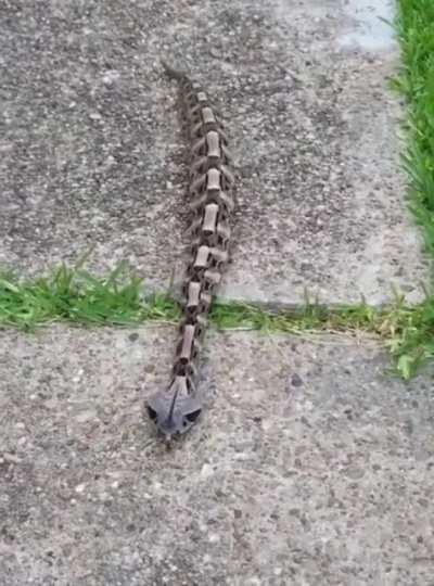 Gaboon Viper just casually crawling along the pavement like a caterpillar.