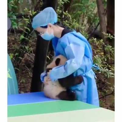 Baby Panda is Hurt After falling, Asks a Hug from Nanny 🥺😭