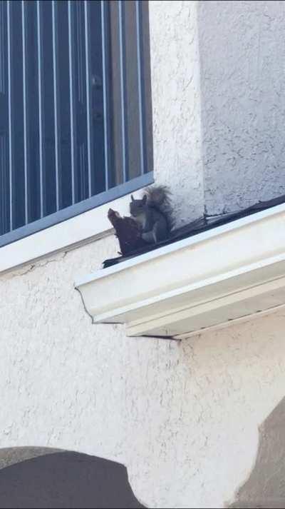 I saw a squirrel eating a steak on the roof today.