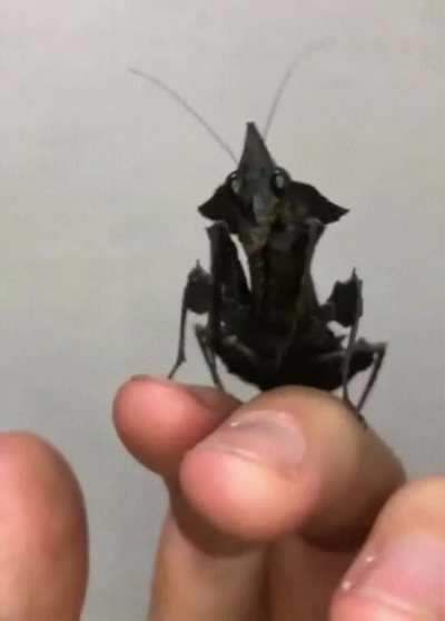 🔥 Phyllocrania Paradoxa - Black Ghost Mantis - Not always black, but this one is. 🔥