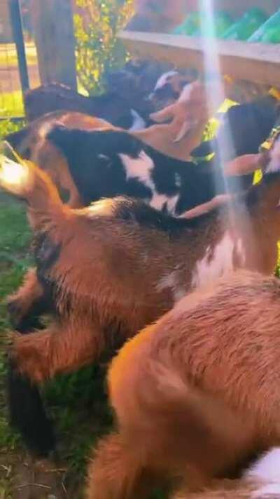 Baby Goats’ morning routine