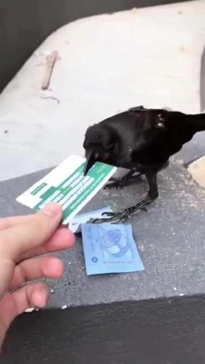 Crow dies inside