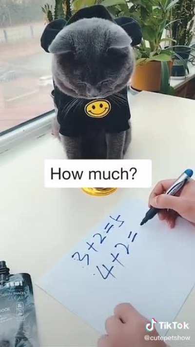 Smart cat doing math!