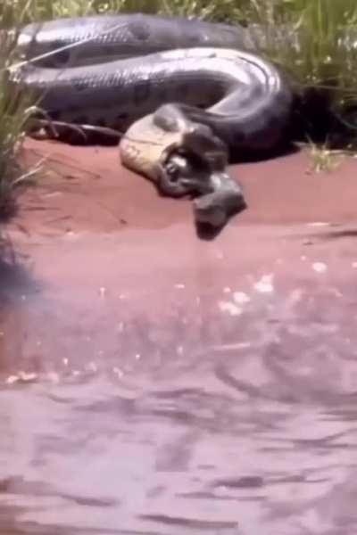 🔥Massive anaconda regurgitating a smaller anaconda. 