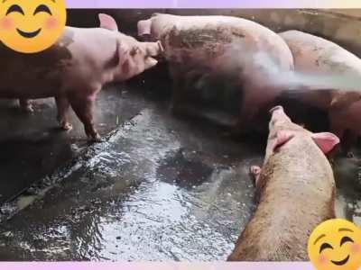 bathtime for piggies 🐖