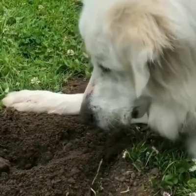 Dog has made a new underground friend caw caw