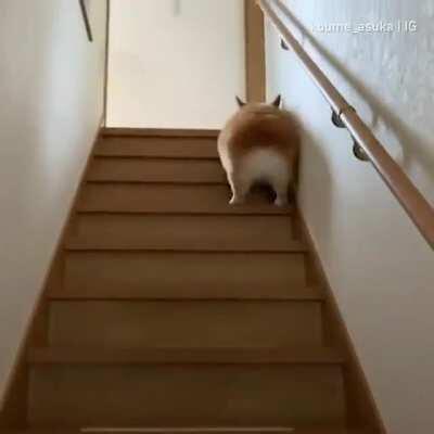 This dogs stair technique