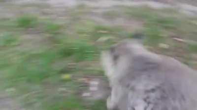 How about some Wombat Zoomies?