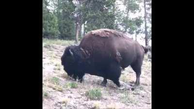 Bison Taming Gone Wrong