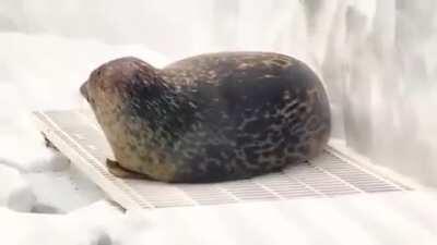 Why does this Seal lose its head as soon as it sleeps?