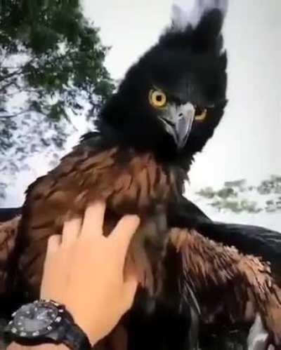 The endangered Black and Chestnut Eagle