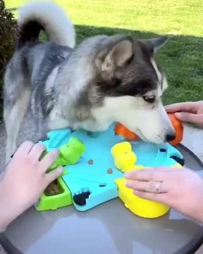 Hungry Hungry Husky