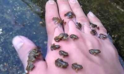 Found these little fellas in a river