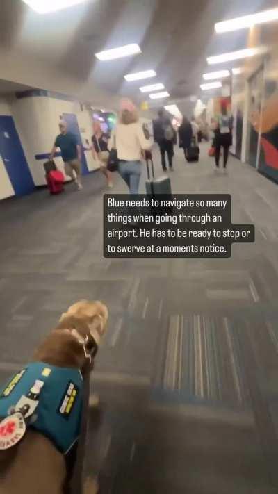 Blue the guide dog finds a bathroom in a crowded airport 