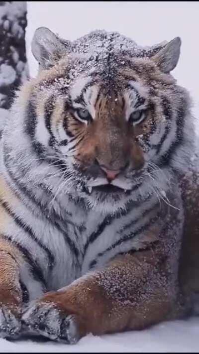 Siberian Tiger