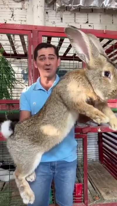 🔥 The male Flemish Giant rabbit can weigh up to 22 pounds (10 kg) and the female can get up to 20 pounds (9 kg). At most, they grow to be 2.5 feet long (70 cm)