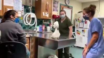 Cockatoo dancing at the Vet