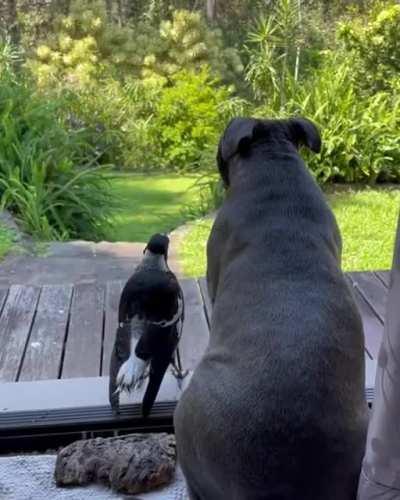 Doggo and Bird are pretty good frens