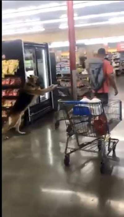 Good boy helping with shopping