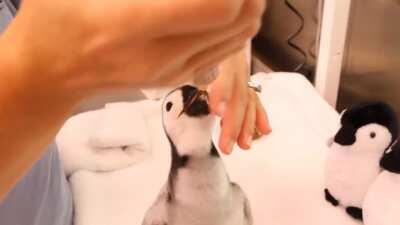 One-month old Penguin!