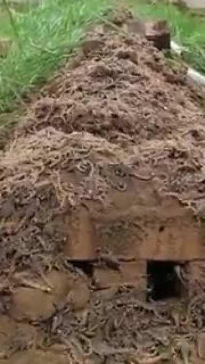 Scorpion nest is someone's backyard.