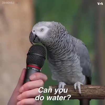 The way this birdie talks