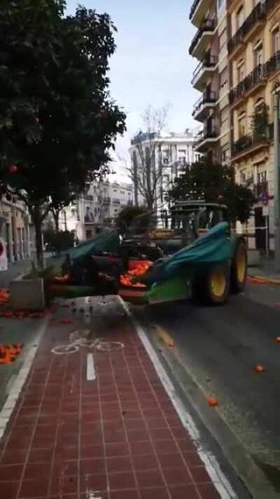 Annual orange tree shake in Valencia.