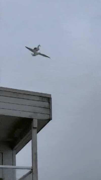 Seagull on Seagull