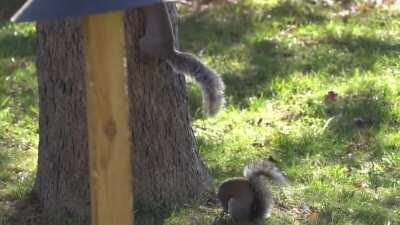 This is a cute video I took last year of some squirrels frolicking in my backyard.