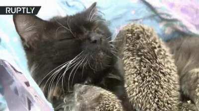 Cats can nurse hedgehogs.