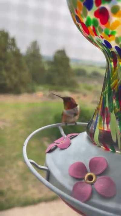 Finally got the Rufous Hummingbird on video!