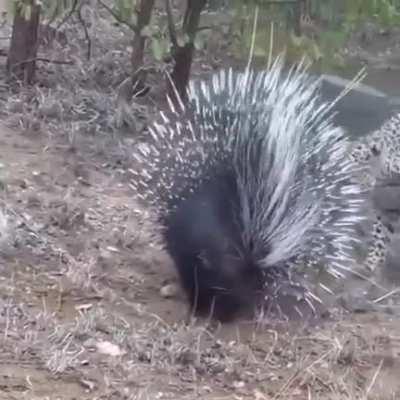 Porcupine defends itself against a leopard