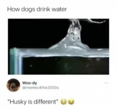 How dogs drink water