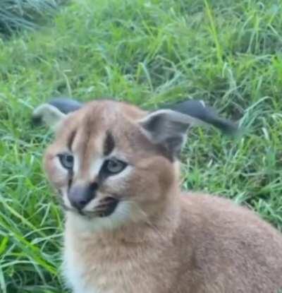 Caracal &quot;ear dance&quot;