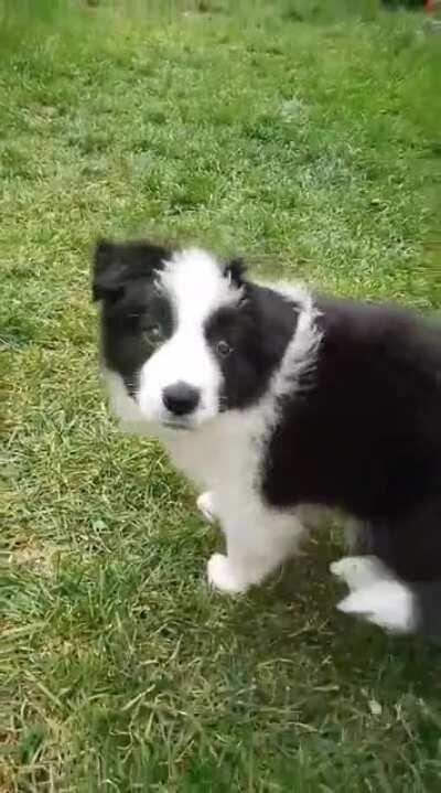 Teaching my puppy to spin at 8 weeks old