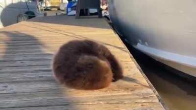 Baby otter is scared of water, struggles to roll off the pier into the water, doesn't realize he floats.