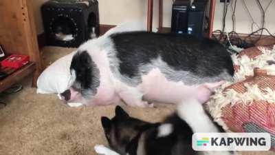 DOG TRIES TO WAKE UP SLEEPING PIG