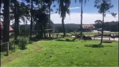 Drunk dude sprints through Ostrich enclosure.