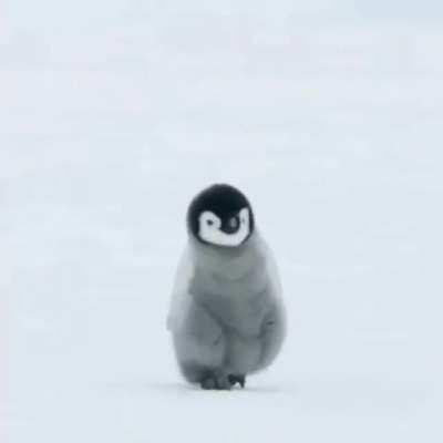 Baby penguin waddle