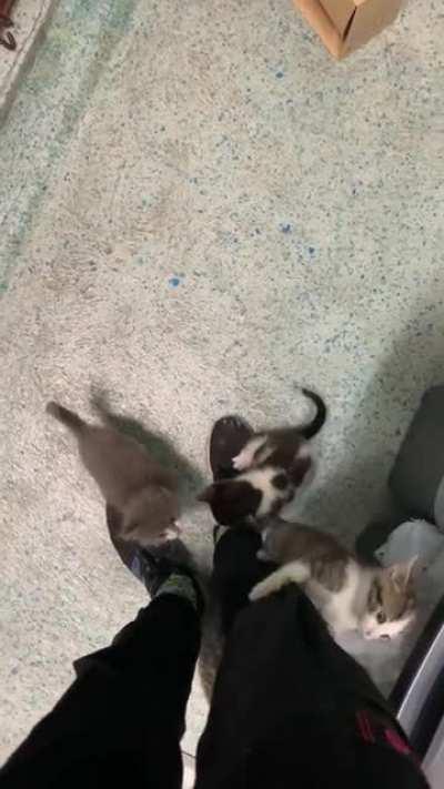 Looking after kittens at my work - enjoy my pain