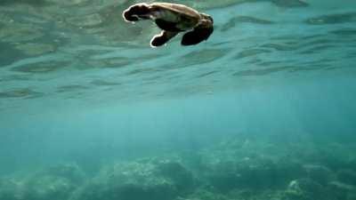 Baby Sea Turtles venturing into the blue