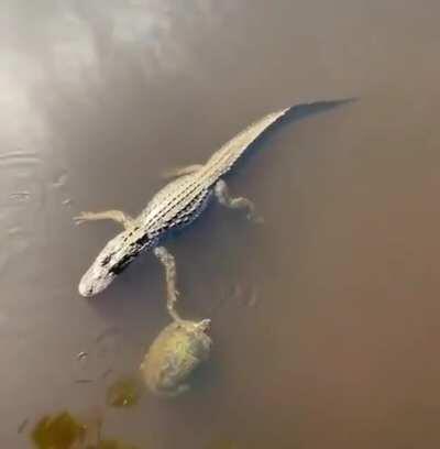 Two reptiles showing respect