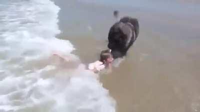 Dog protecting his human from the sea